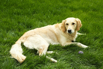 Sticker - Adorable Labrador lying on green grass, outdoors