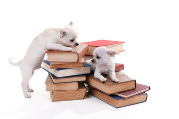 Canvas Print - Adorable chihuahua dogs on heap of books isolated on white