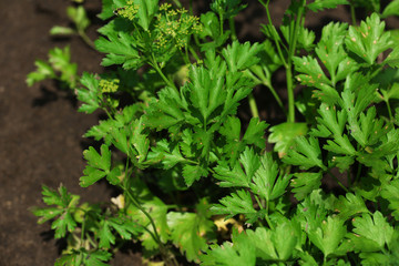 Sticker - Fresh herbs growing in garden