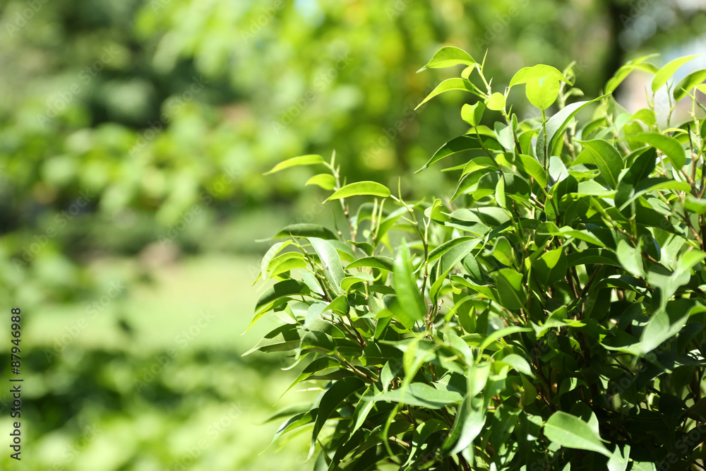 Green tea bush with fresh leaves, outdoors