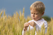 © natalinka29 - Boy in wheat field