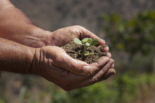 Agricultor Recogiendo Tierra Con Un Brote Verde 