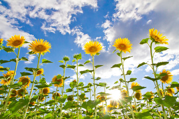 Wall Mural - Big sunflowers - in background blue sky with clouds
