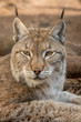Eurasian Lynx headshot