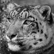 Snow Leopard back and white head shot