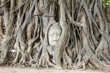 Buddha Head Overgrown By Fig Tree In Wat Mahathat.