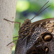 Owl Butterfly close up