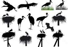 Large Group Of Storks And Cranes On White