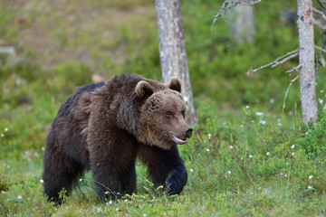 Wall Mural - brown bear walking in forest
