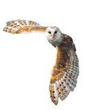 Fototapeta Sawanna - Barn Owl In Flight