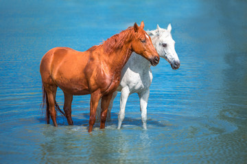 Wall Mural - horses