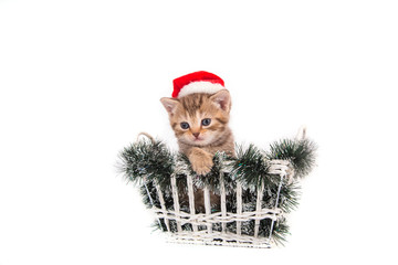 Little Kitten British Santa Claus sitting in a basket. Kitten one month.