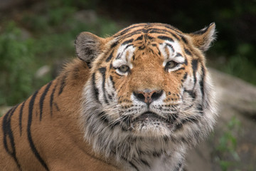 Canvas Print - Siberian tiger ready to attack looking at you