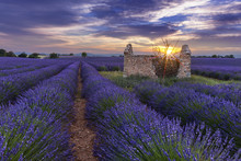 Sunset On Lavender Field Behind A Ruined Hut With A Tree