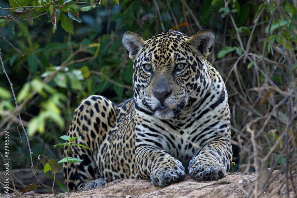 odpoczywajacy-jaguar-amerykanski