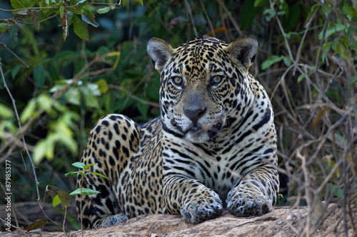 odpoczywajacy-jaguar-amerykanski