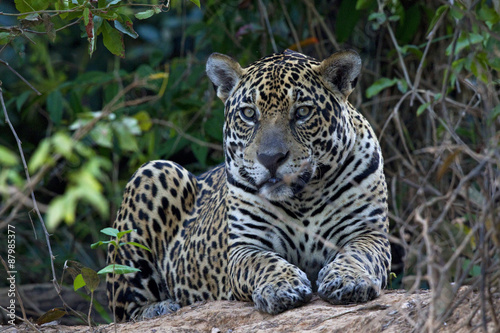 Nowoczesny obraz na płótnie Odpoczywający jaguar amerykański