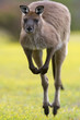 Känguru beim Hüpfen