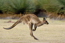Känguru Beim Hüpfen
