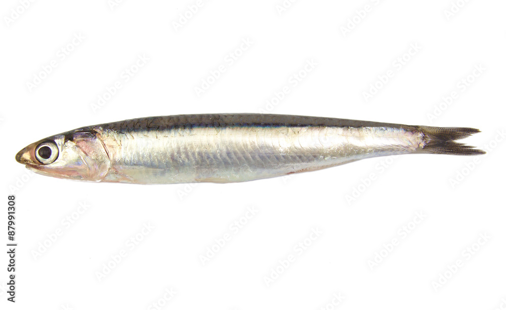 Whole single fresh raw european anchovy isolated on a white - obrazy, fototapety, plakaty 