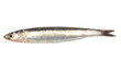 Whole single fresh raw european anchovy isolated on a white