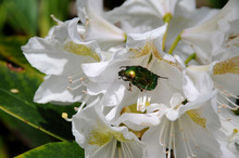 Rose Chafer (cetonia Aurata) On A White Rhododendron Flower