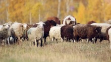 Herd Of Sheep And Cows Grazing In A Meadow Near The Forest In