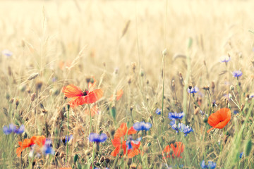 Composition with meadow flowers. Nice summer background.