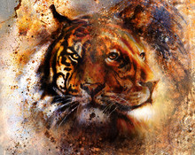  Tiger And Lion Collage On Color Abstract  Background,  Rust Structure
