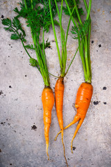 Sticker - fresh, organic carrot