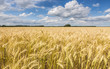 Fielad of ripening wheat by summer day
