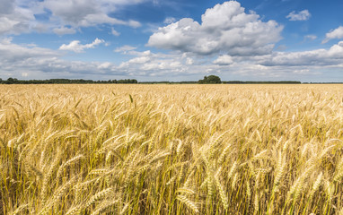 Field of ripening wheat by summer day with beautiful cumulus clouds above