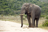 Fototapeta  - Elephant on the edge of a gravel road