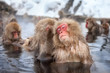 Eine Gruppe Makaken baden in einer heißen Quelle in Japan