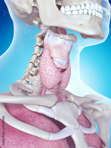 Fototapeta na wymiar medically accurate illustration of the larynx anatomy