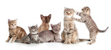 Fototapeta Koty - various cats group isolated