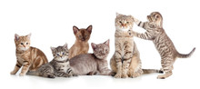 Various Cats Group Isolated