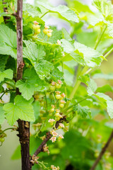 Wall Mural - Red currant bunch growing on a branch during a sunny spring day with water drops on the leafs suggesting natural growing fruits with a fresh green look