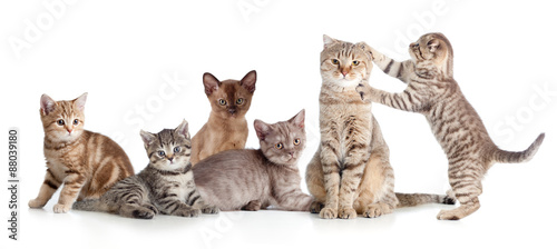 Photographie various cats group isolated