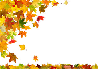 Wall Mural - Falling autumn maple leaves, isolated on white background.