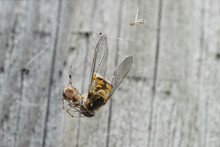 Hoverfly And Garden Spider 0