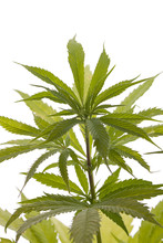 Fresh Marijuana Plant Leaves On White Background