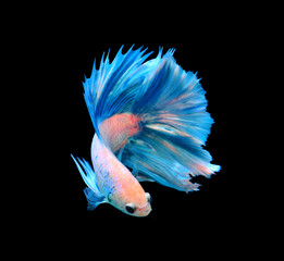 Wall Mural - White and blue siamese fighting fish, betta fish isolated on bla