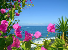 Bougainvillea Flowers On A Ocean Background.