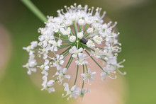 Cow Parsley Close Up With Green Background