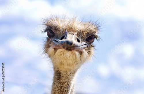 Fototapeta na wymiar Close view of ostrich head (Struthio camelus)