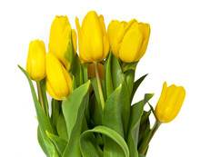 A Bouquet Of Yellow Tulips On White Background