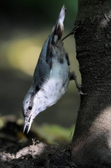 Wall Mural - Upside-down Eurasian nuthatch (Sitta europaea) found a seed under the tree