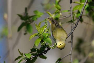 Wall Mural - Wood Warbler (Phylloscopus sibilatrix) eats fresh flower buds on bird cherry tree in spring