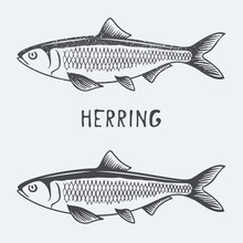 Herring Vector Illustration
